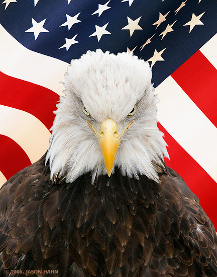 Файл:Bald_eagle_flag_small.jpg