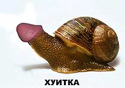 Хуитка